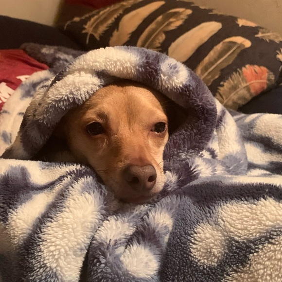 Counting sheep? 🐑 - Picture 3 of 11